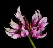 Trifolium 19-6749